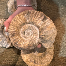 Load image into Gallery viewer, XL Raw Ammonite Fossil (5"-7")
