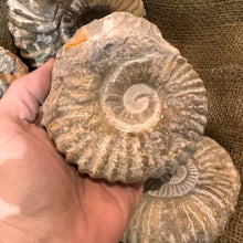 Load image into Gallery viewer, Large Raw Ammonite Fossil (3"-5")