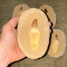 Load image into Gallery viewer, Mosasaur Tooth with Matrix (5-6")