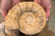Load image into Gallery viewer, XL Raw Ammonite Fossil (5"-7")