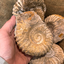 Load image into Gallery viewer, Large Raw Ammonite Fossil (3"-5")