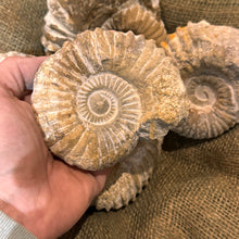 Load image into Gallery viewer, Large Raw Ammonite Fossil (3"-5")