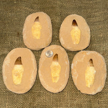 Load image into Gallery viewer, Mosasaur Tooth with Matrix (5-6")