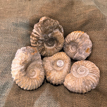 Load image into Gallery viewer, Large Raw Ammonite Fossil (3"-5")