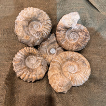 Load image into Gallery viewer, XL Raw Ammonite Fossil (5"-7")