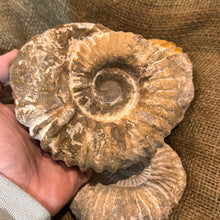 Load image into Gallery viewer, Large Raw Ammonite Fossil (3"-5")