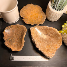 Load image into Gallery viewer, Fossilized Coral Bowl 4-5”