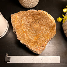 Load image into Gallery viewer, Fossilized Coral Bowl 4-5”
