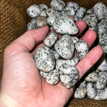 Load image into Gallery viewer, Polished Dalmatian Jasper - 1/2 LB