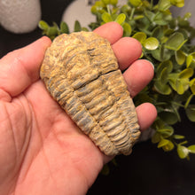 Load image into Gallery viewer, Trilobite Fossil