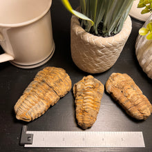 Load image into Gallery viewer, Trilobite Fossil