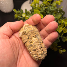 Load image into Gallery viewer, Trilobite Fossil