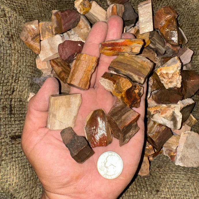 Petrified Wood Rough (By the Pound)