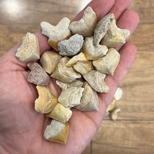 Load image into Gallery viewer, Corax Shark Teeth 0.25 LB Lot (30-40 pieces)

