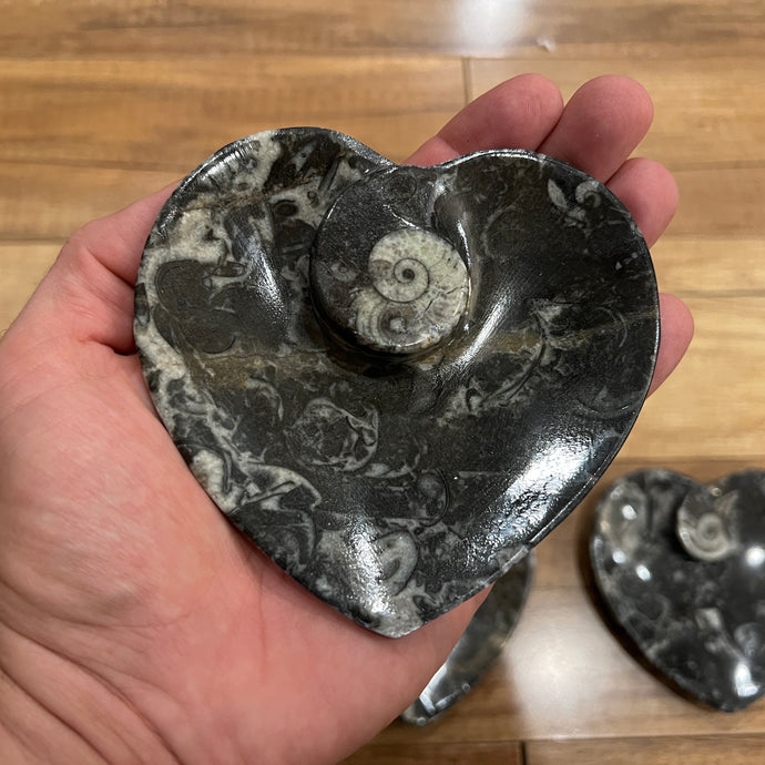 Black Orthoceras & Ammonite Fossil Heart Dish/Bowl (~4.5