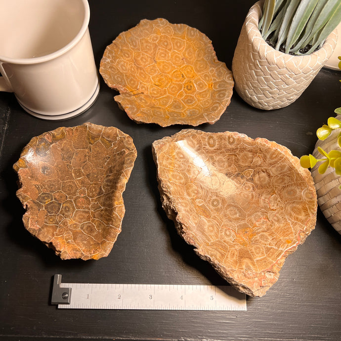 Fossilized Coral Bowl