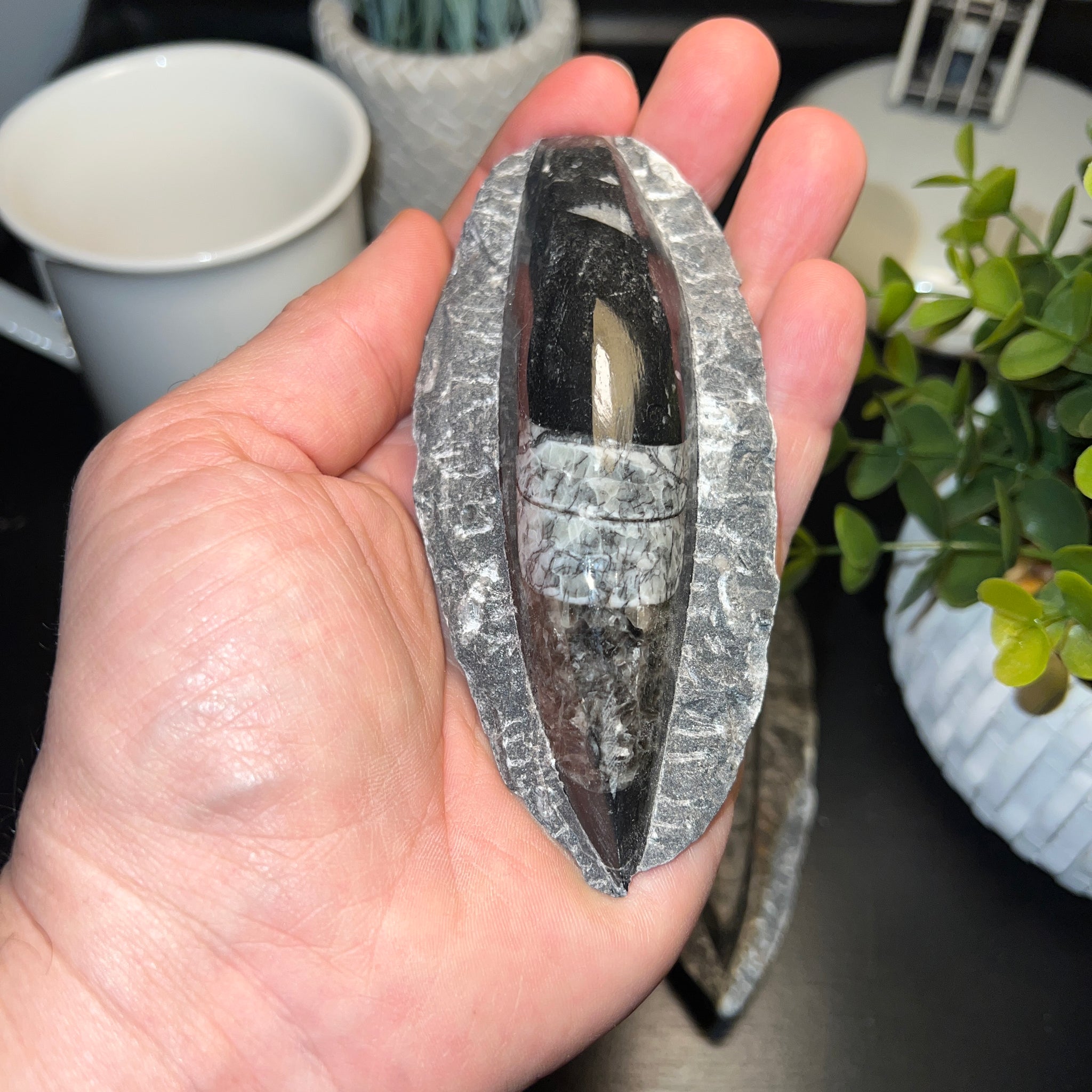 Squid Rocks Black Orthoceras Squid Fossil (4-5