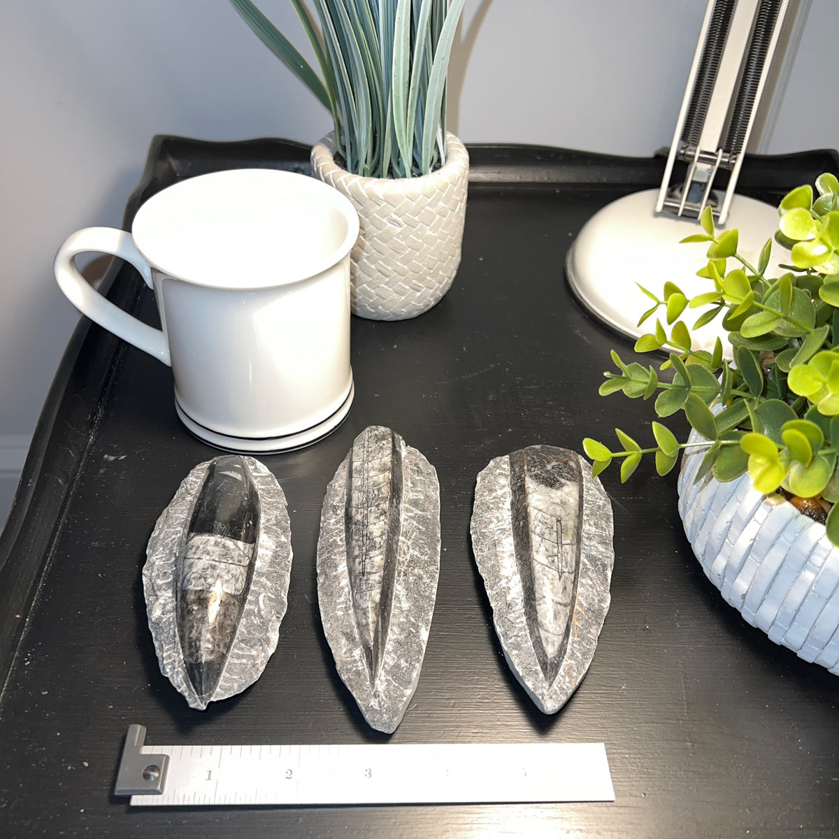 Black Orthoceras Squid Fossil (4-5