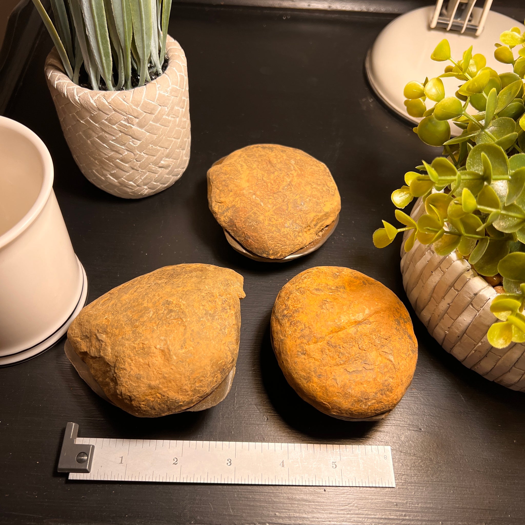 Septarian Nodule Fossil Pairs - Twin Rocks and Crystals