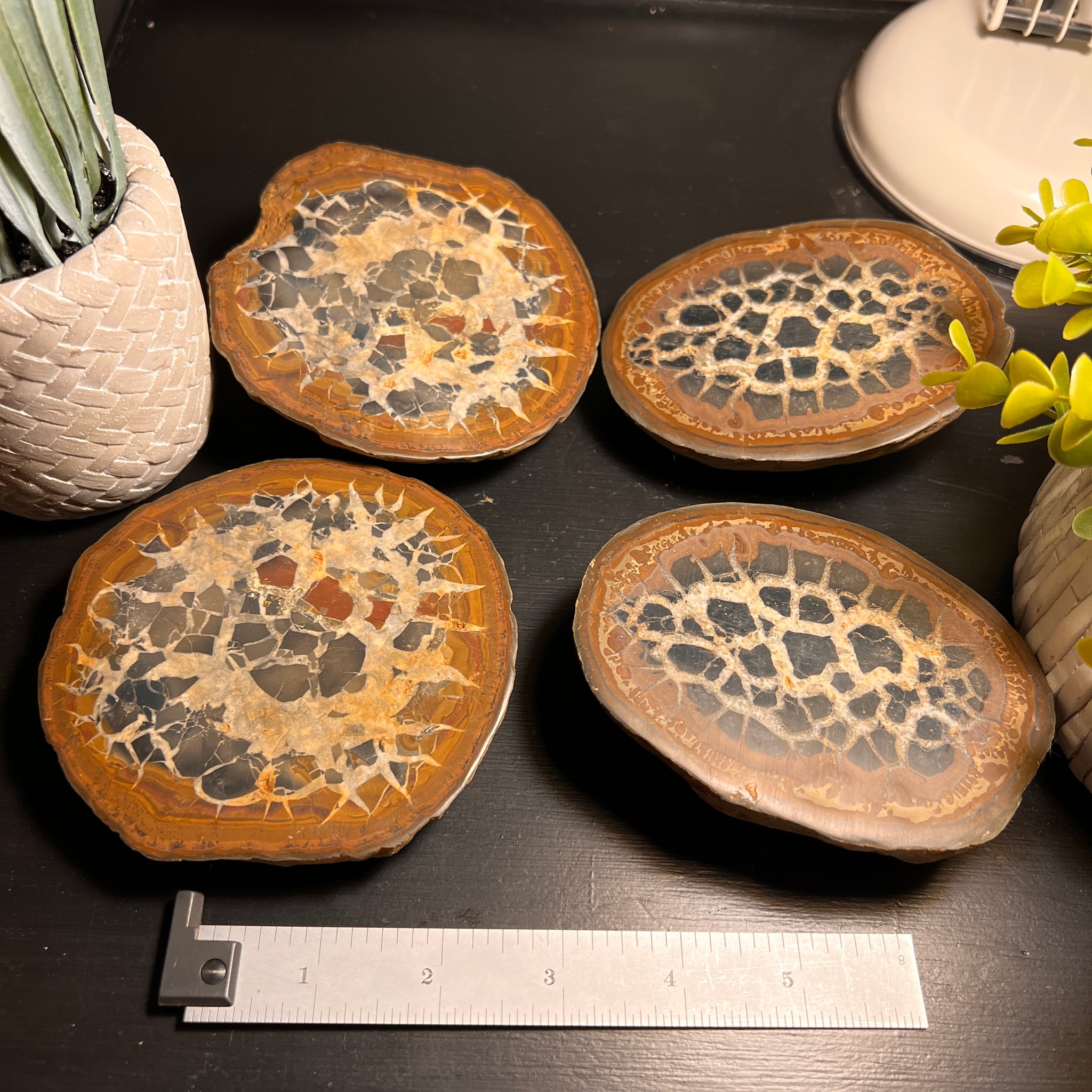 Septarian Nodule Fossil Pairs XLARGE - Twin Rocks and Crystals